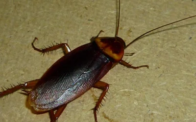 Cockroach Prevention Techniques